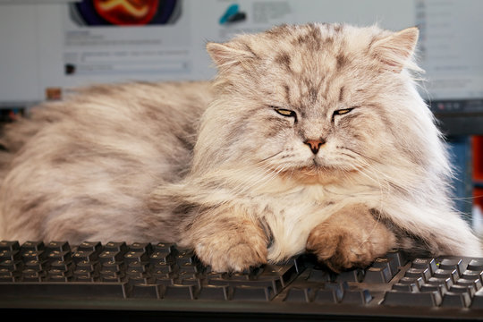 Cranky Cat On Keyboard