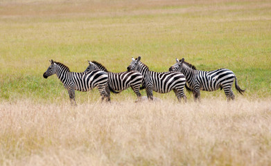 Fototapeta na wymiar zebry na sawannie stojących w rzędzie