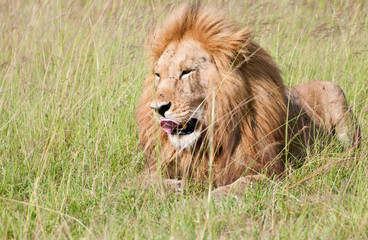 Plakat male lion lying in the high savannah grass licking its face