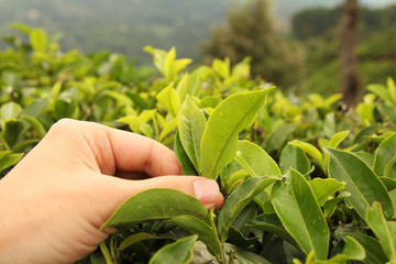 tea picking hand