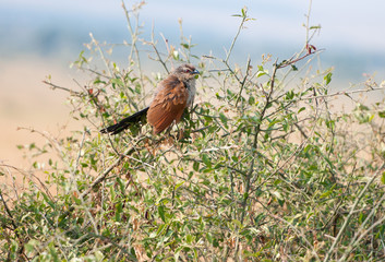 white browed coucal sitting on a bush - national park masai mara