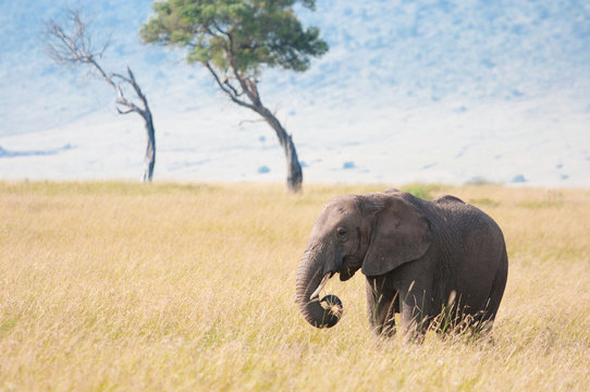 baby elephant in the savannah - national park masai mara