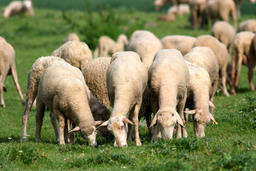 Sheep grazing on grass