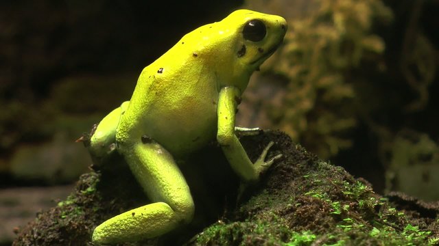 grenouille jaune