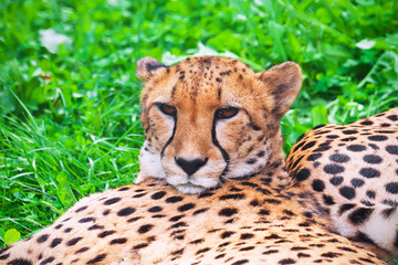 Cheetah