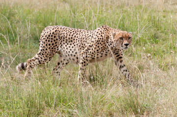 cheetah walking in the high grass - national park masai mara