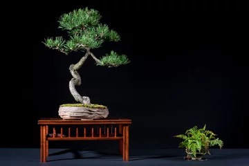 Keuken spatwand met foto Exposition de bonsaï © pymoux