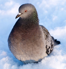 Pigeon