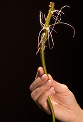 hands and plant on a black background