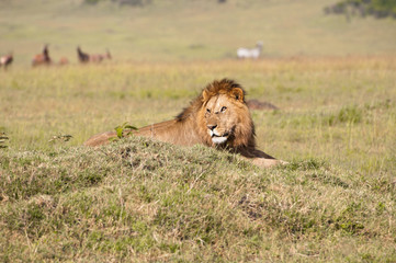 male lion resting in the savannah - national park masai mara