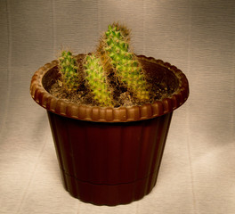 cactus in a pot on a gray background