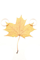 Wedding rings and maple leaves on a white background