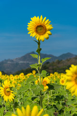 sunflower with blue sky