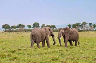Naklejka na ściany i meble dwa afrykańskie słonie gotowy do walki - Masai Mara