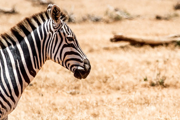 Fototapeta premium profile portrait of zebra