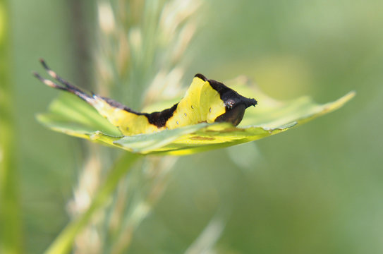 Catterpillar of the Cerura