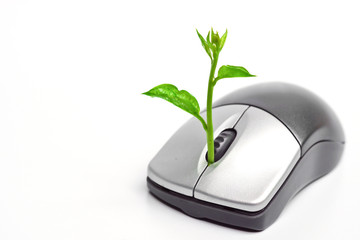 a tree growing on a mouse
