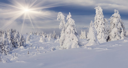 Trees covered with hoarfrost and snow in mountains