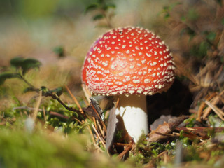 mushrooms in the forest