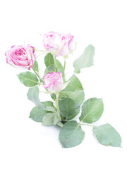Obraz premium rose on a white background