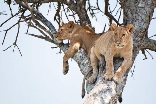 two young lions on a tree - national park masai mara