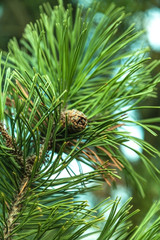 closeup twig with fir cone