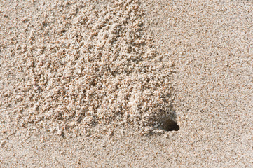 crab hole in the sand