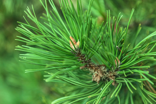 closeup branch fir