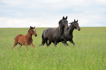 Horse runs gallop on the field