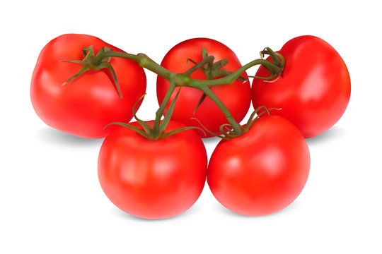 Set of red tomatoes. Realistic Vector illustration. Isolated on