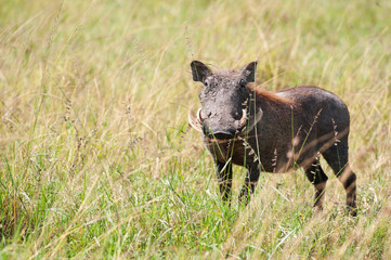 front view of a warthog - national park masai mara
