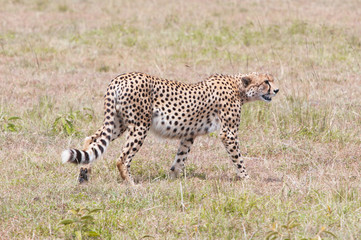 cheetah prowling around in the savannah - masai mara