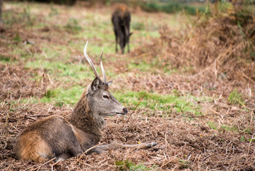 Red deer stag during rutting season in Autumn