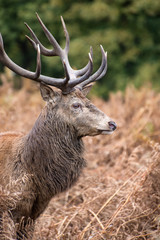 Red deer stag during rutting season in Autumn