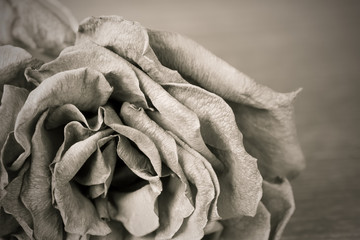 Black and white image of old dead rose