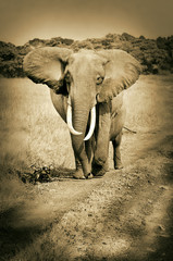 african elephant walking on the road - masai mara - sepia