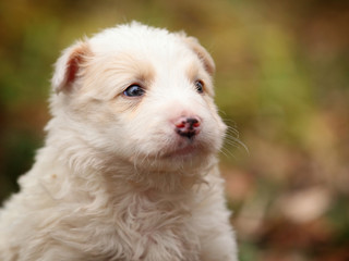 Face a little sitting white puppy in outdoor