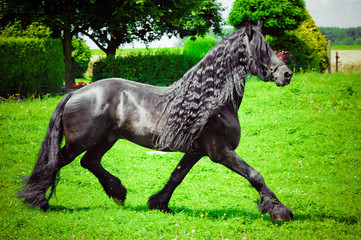 Friesian horse - 59415825