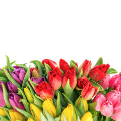 bouquet of fresh spring tulips with water drops
