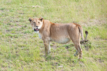 female lion standing in the savannah looking for prey