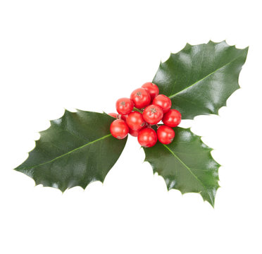 Holly, Christmas decoration on white, clipping path inc