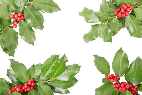 Holly twig border, Christmas decoration on white, clipping path