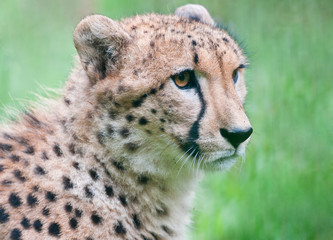 side face portrait of a cheetah