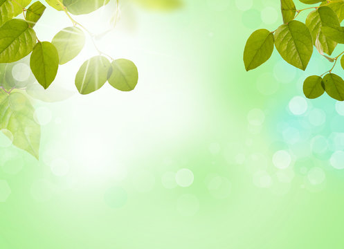 natur hintergrund