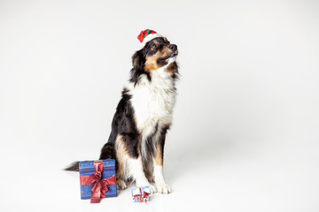 Hund mit Geschenken