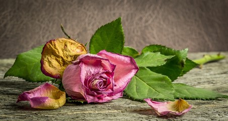 Withering pink rose lying on a rustic wooden table