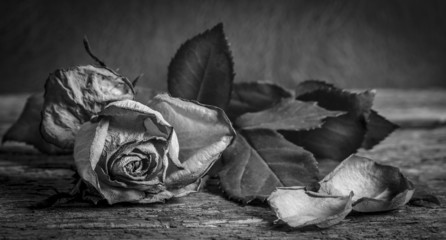 A black and white vintage image of a rose on wooden table
