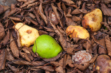 rotten pears and fresh pears in the arid autumnal foliage