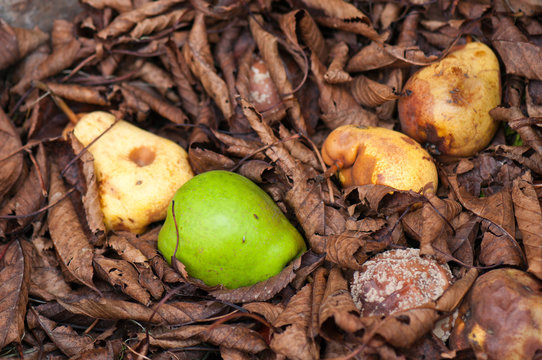 rotten pears and fresh pears in the arid autumnal foliage