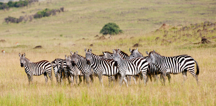 Fototapeta zebra herd in the savannah - national park masai mara